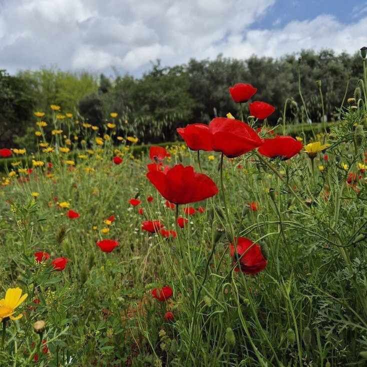 آهنگ جدید  ار هو لیلی باوانم لیلی خودم آجر میذارم رو